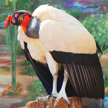 vida silvestre en guatemala buitre rey