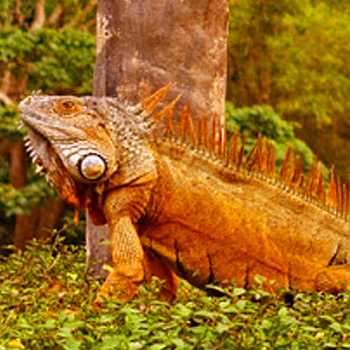 vida silvestre en guatemala iguanas