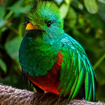 vida silvestre en guatemala quetzal